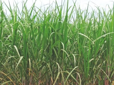 Foto Ana Maria Diniz