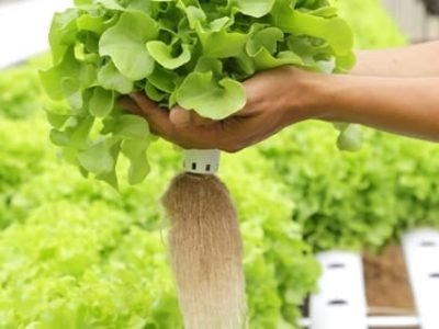 Crédito Shutterstock