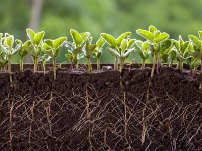 Roots,With,Leaves,Of,Fresh,Soy.,Germinated,Soybean,Sprouts,In