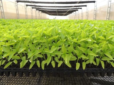 Crédito Divulgação