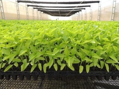 Crédito Divulgação