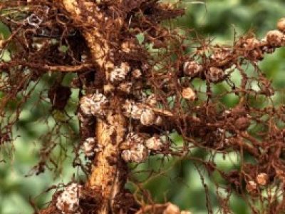 Foto--Eduardo-Luiz-Facin-Representante-Tecnico-de-Vendas-4--1- (Telefone)