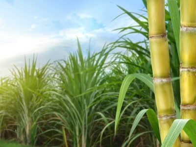 Sugar,Cane,Stalks,With,Sugar,Cane,Plantation,Background.