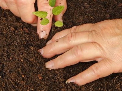 Crédito Shutterstock