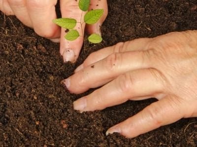 Crédito Shutterstock