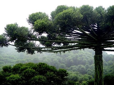 Crédito Marco Lucini