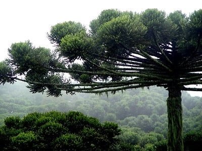 Crédito Marco Lucini