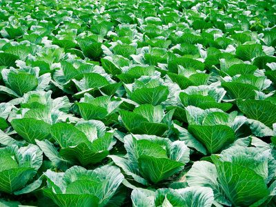 Foto-PG-47-Crédito-Shutterstock