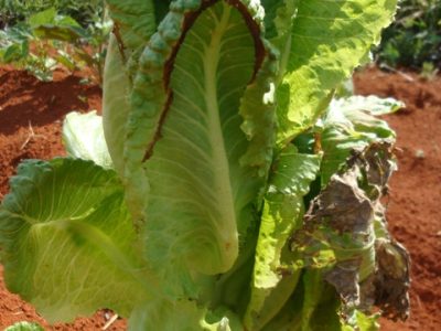 Pendoamento da alface provoca prejuízos aos alfacicultores - Crédito Fábio Suinaga