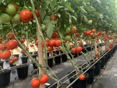 Foto-Tomate-em-Estufa