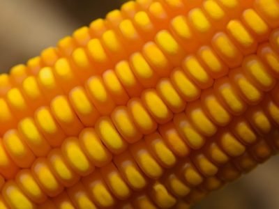 Foto-divulgacao-Forseed-1024x678