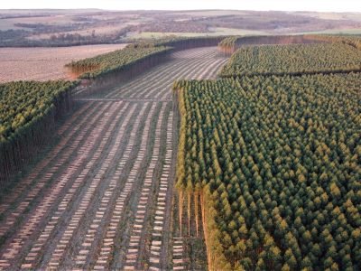 Eucaliptos _ Foto: Patrick Queiroz