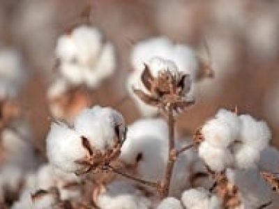 Fotos-Shutterstock-1