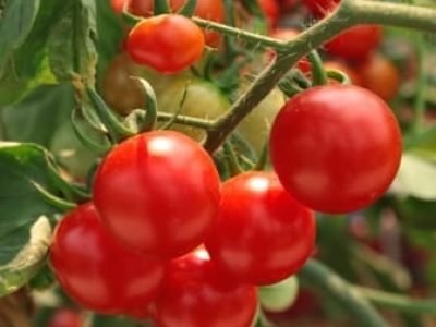 Deve-se considerar que esta ação das algas na resistência Ã  seca é apenas um aspecto do uso das algas na agricultura - Crédito  Shutterstock