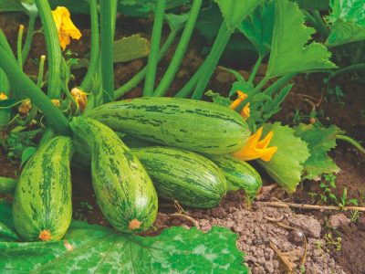 Mais rentabilidade para sua plantação de abobrinha