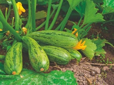 Mais rentabilidade para sua plantação de abobrinha