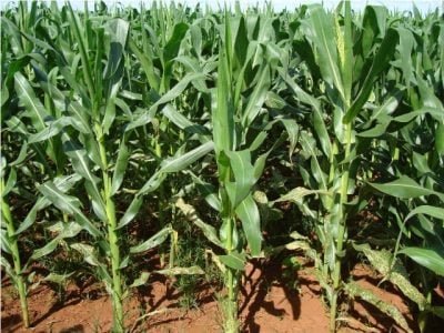 Fotos Hercules Diniz Campos