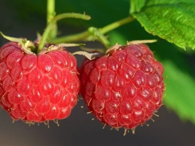 Framboesa- Crédito: Pixabay