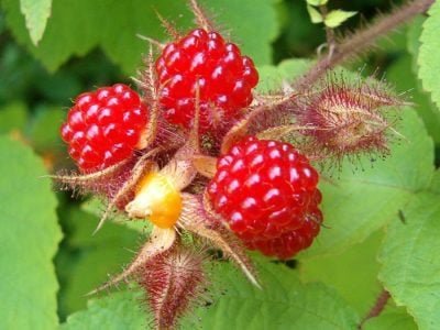 Framboesa - Créditos Luciano Ilha