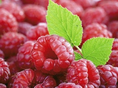 Framboesa - Crédito Odara Luiza Marques