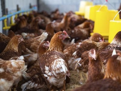 Frango - Crédito:  freepik