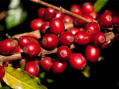 Fruto-de-cafe