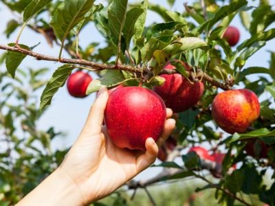 Alternativa para a diversificação e agregação de valor na cadeia produtiva de maçã - Shutterstock