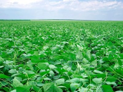 O primeiro passo para controlar a praga é realizar o monitoramento da lavoura - Crédito: Alltech