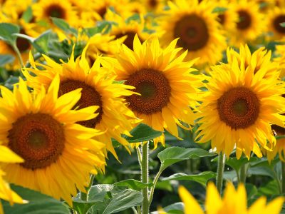 Girassol - Crédito Shutterstock