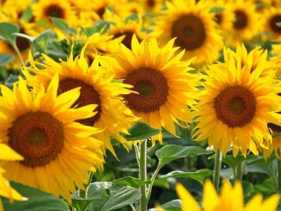 Girassol - Crédito Shutterstock