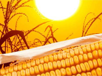 GR - POTENCIAL E PERSPECTIVAS DA SAFRINHA 2015