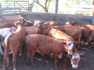 Bernardo Potter - Divulgação