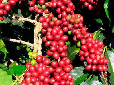 Galho de café - Crédito: Shutterstock