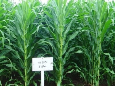 Cultura com aplicação de 3 toneladas de gesso - Crédito Djalma Martinhão