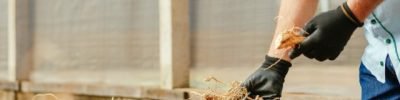 Foto: Check Films.
Raízes de ginseng em processo de secagem.