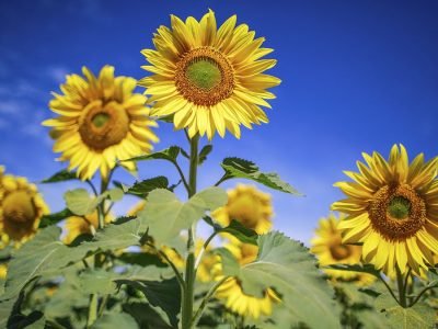 Girassol - Crédito Shutterstock