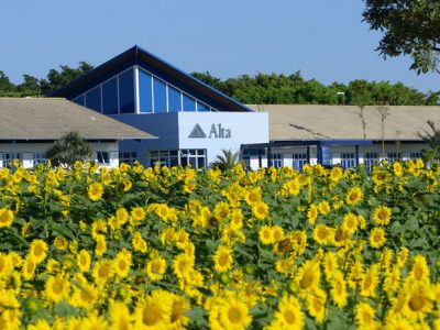 Girassol-Alta-site-interna