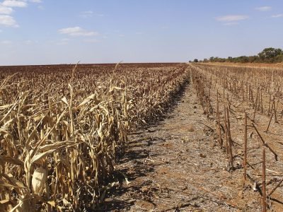 Girassol e milho - Crédito: Adrielle Teodoro