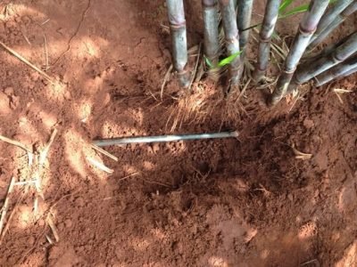 Gotejo em cana - Crédito Netafim