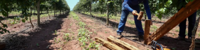 Governo de SP amplia acesso a crédito de até R$ 5 milhões nas regiões de Ribeirão Preto e Jaboticabal_Foto de divulgação da SAA (Pequeno)