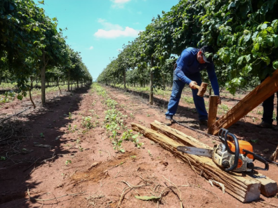 Governo de SP amplia acesso a crédito de até R$ 5 milhões nas regiões de Ribeirão Preto e Jaboticabal_Foto de divulgação da SAA (Pequeno)