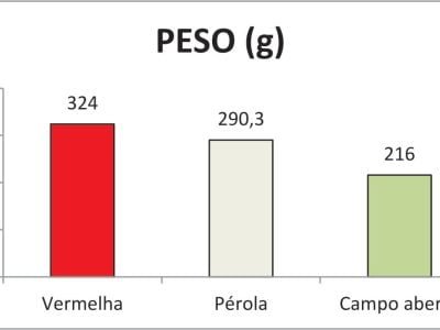 Dados do peso médio por planta sob a tela CHROMATINET LENO vermelha e pérola comparado com o campo aberto, em Antônio Carlos-SC.