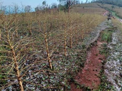 Granizo-cafezal-Sul-de-Minas-Nov.-2022-Fonte-Emater-MG