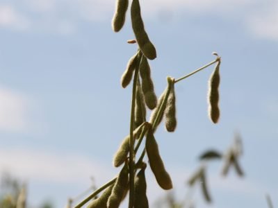 Grão-de-soja-14-Crédito-Ana-Maria-Diniz