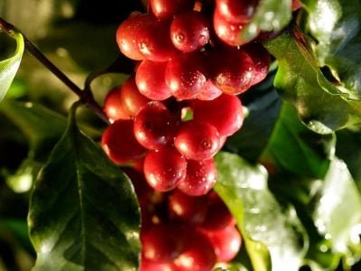 Grãos referência_café