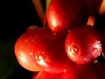 Grãos referência_café2