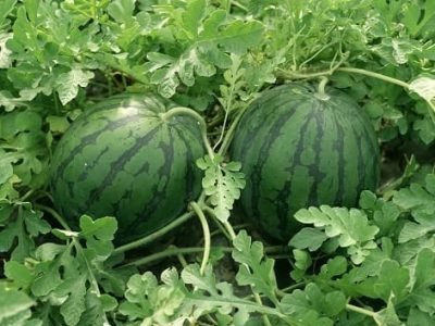 Green Has - Crédito Shutterstock