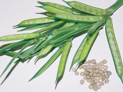 Guar revista campo & Negócios, pesquisa IAC leguminosa, agronômica