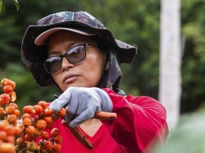 Guaraná - Guarana - Bruno Zanardo