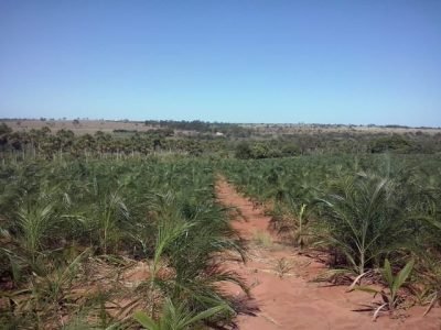 Guariroba x pupunha - Crédito Arthur Netto